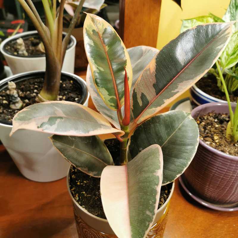 Rubber Plant 'Belize' with variegated leaves in a pot, well-framed and in focus.
