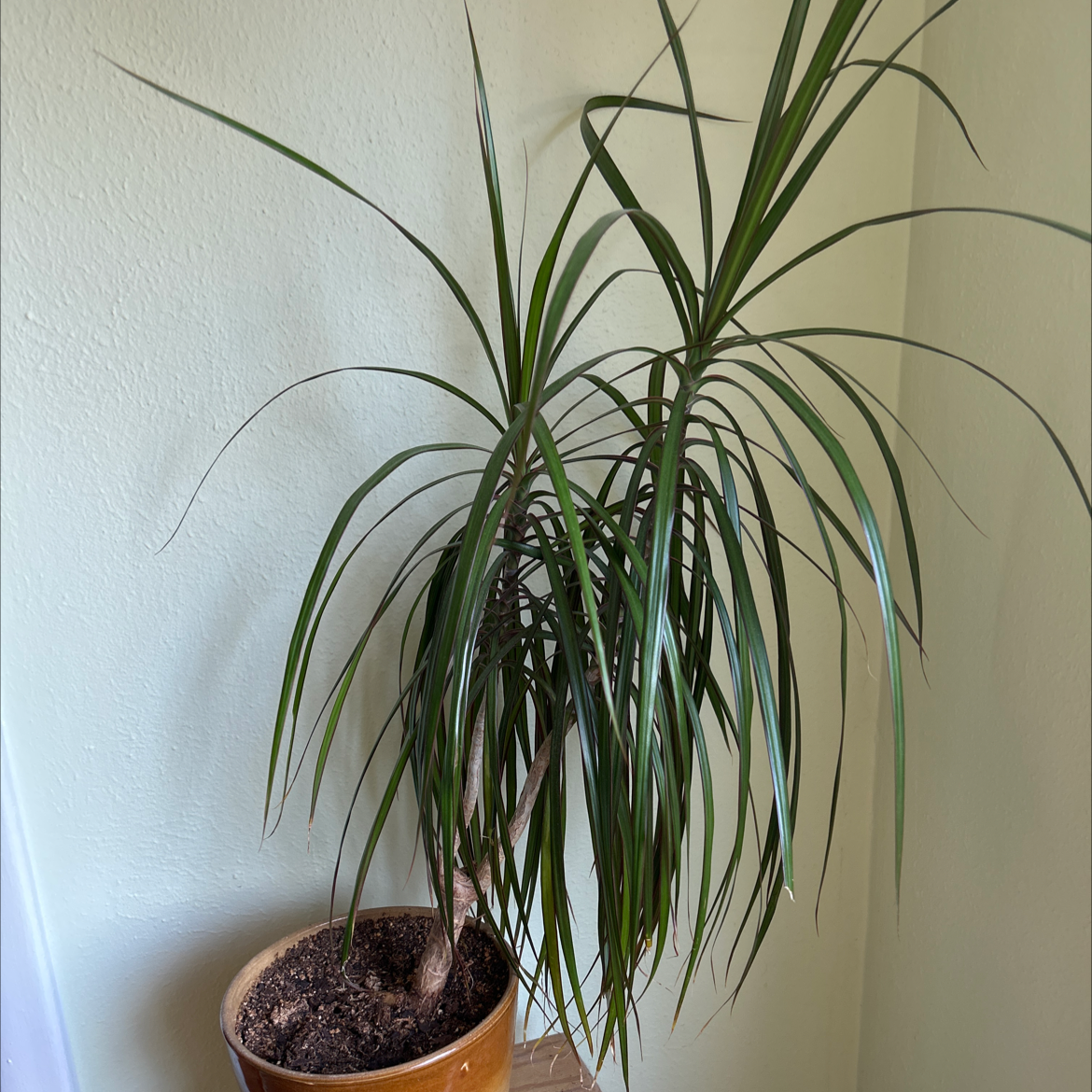 Photo of the plant species Palm by @Mohaganny named Your plant on Greg, the plant care app
