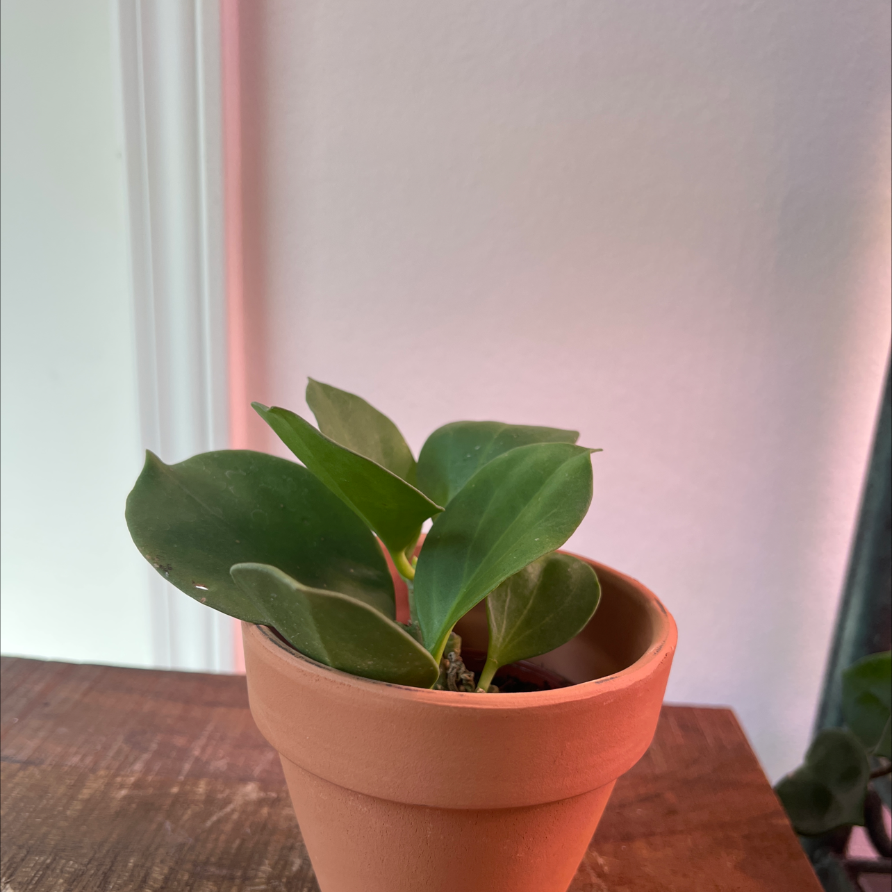 Wax Plant uploaded to the Greg plant app by @Turkey