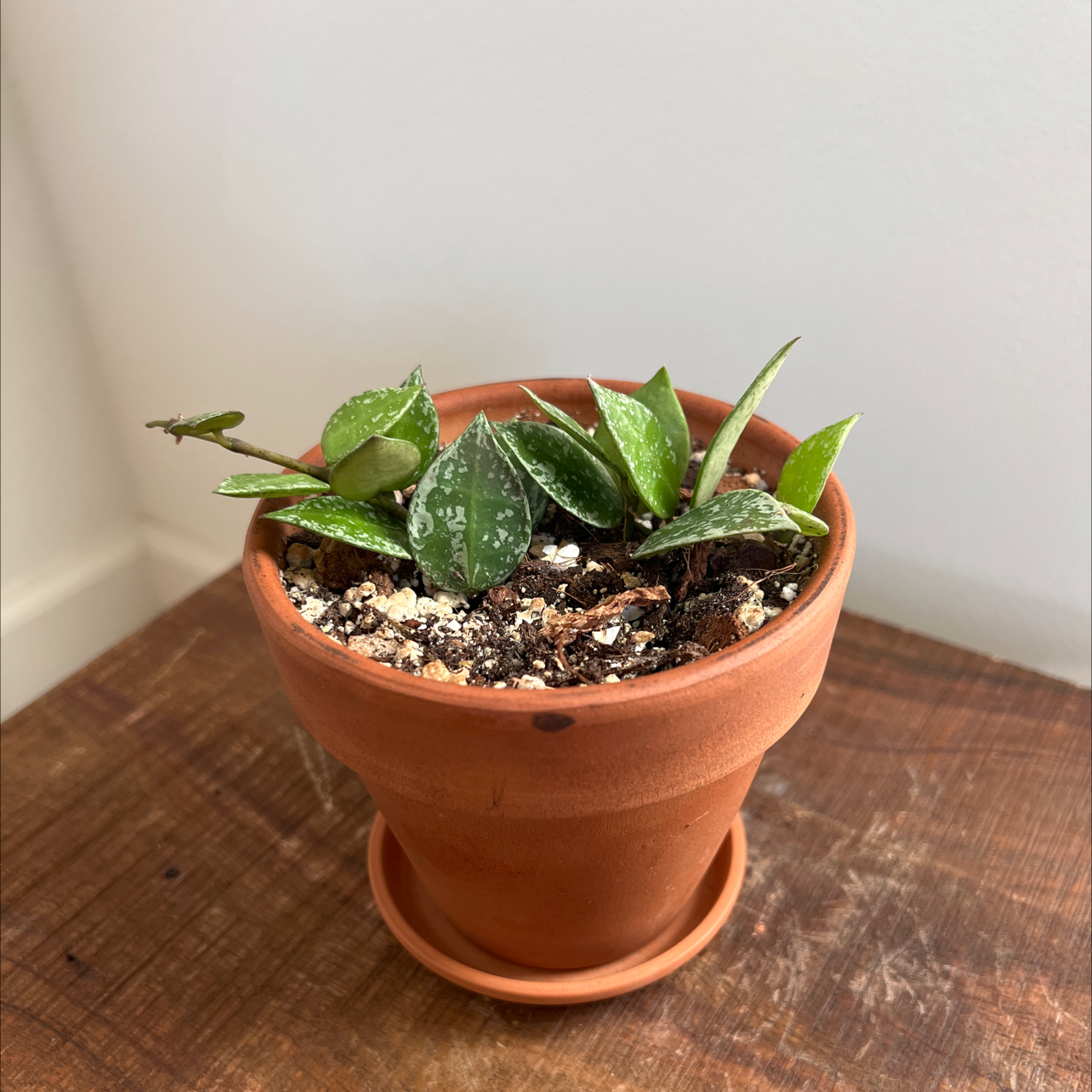 Hoya krohniana plant in a terracotta pot with healthy green leaves and white speckles.