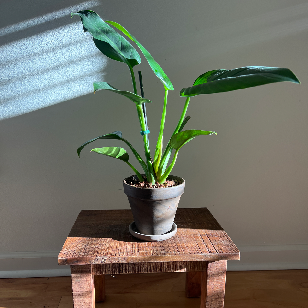 Philodendron 'Congo' plant in a pot on a wooden table, healthy green leaves.