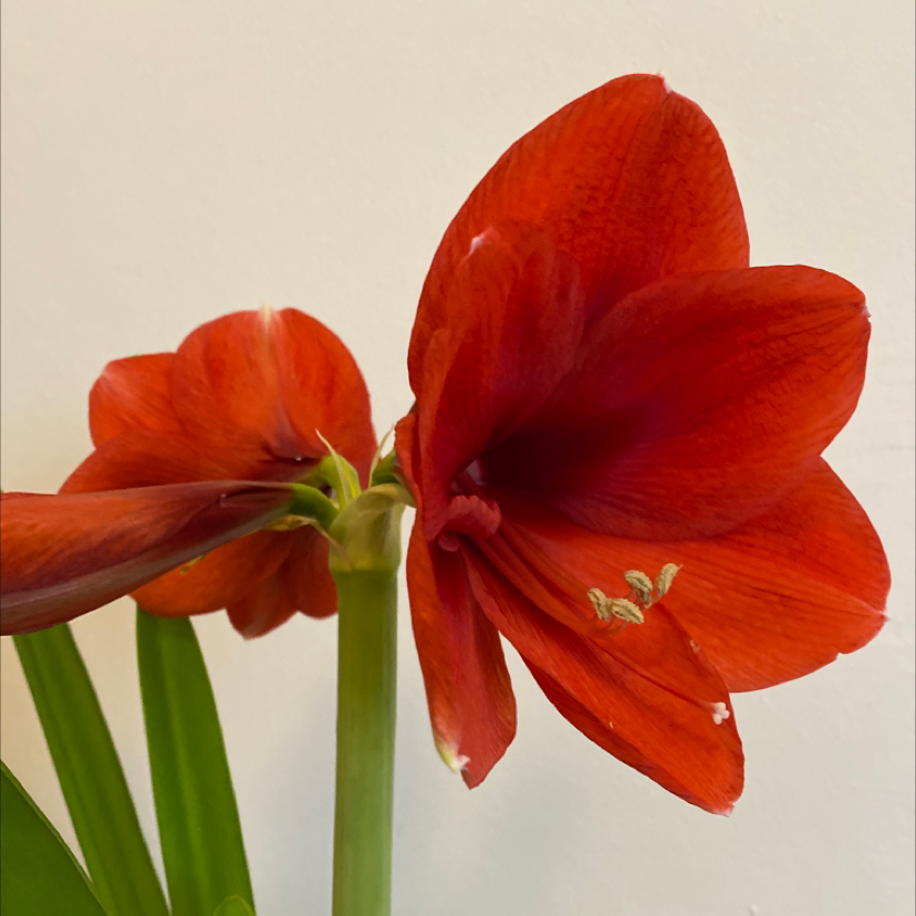 Hippeastrum 'Red Lion' with vibrant red flowers and green leaves.