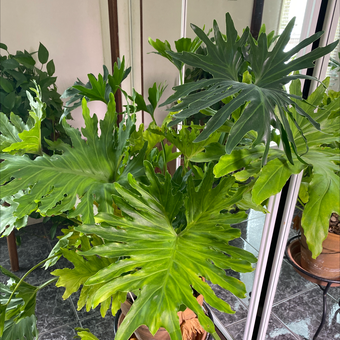 Split Leaf Philodendron plant photo by @ClariKatie named Felix on Greg, the plant care app.