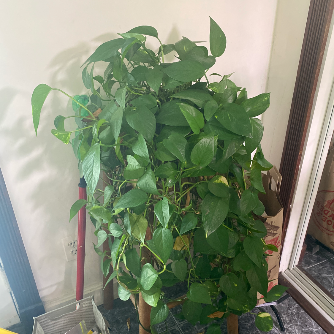 Jade Pothos plant photo by @ClariKatie named Jesus on Greg, the plant care app.