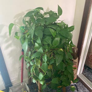 Jade Pothos plant photo by Clarikatie named Jesus on Greg, the plant care app.
