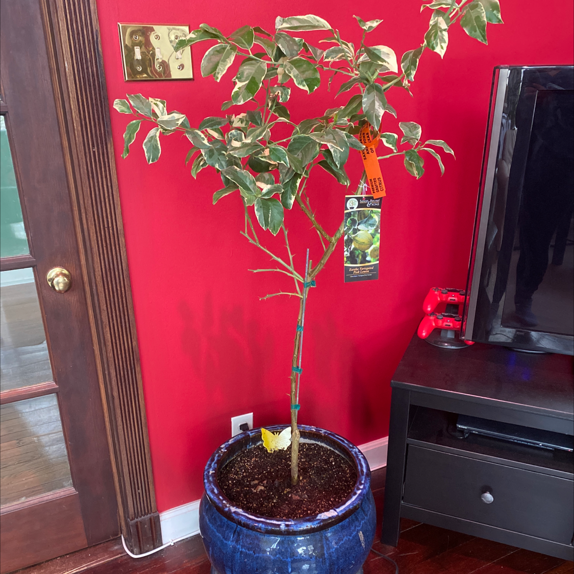 Photo of the plant species Lemon by @ClariKatie named Pink the Eureka Lemon on Greg, the plant care app