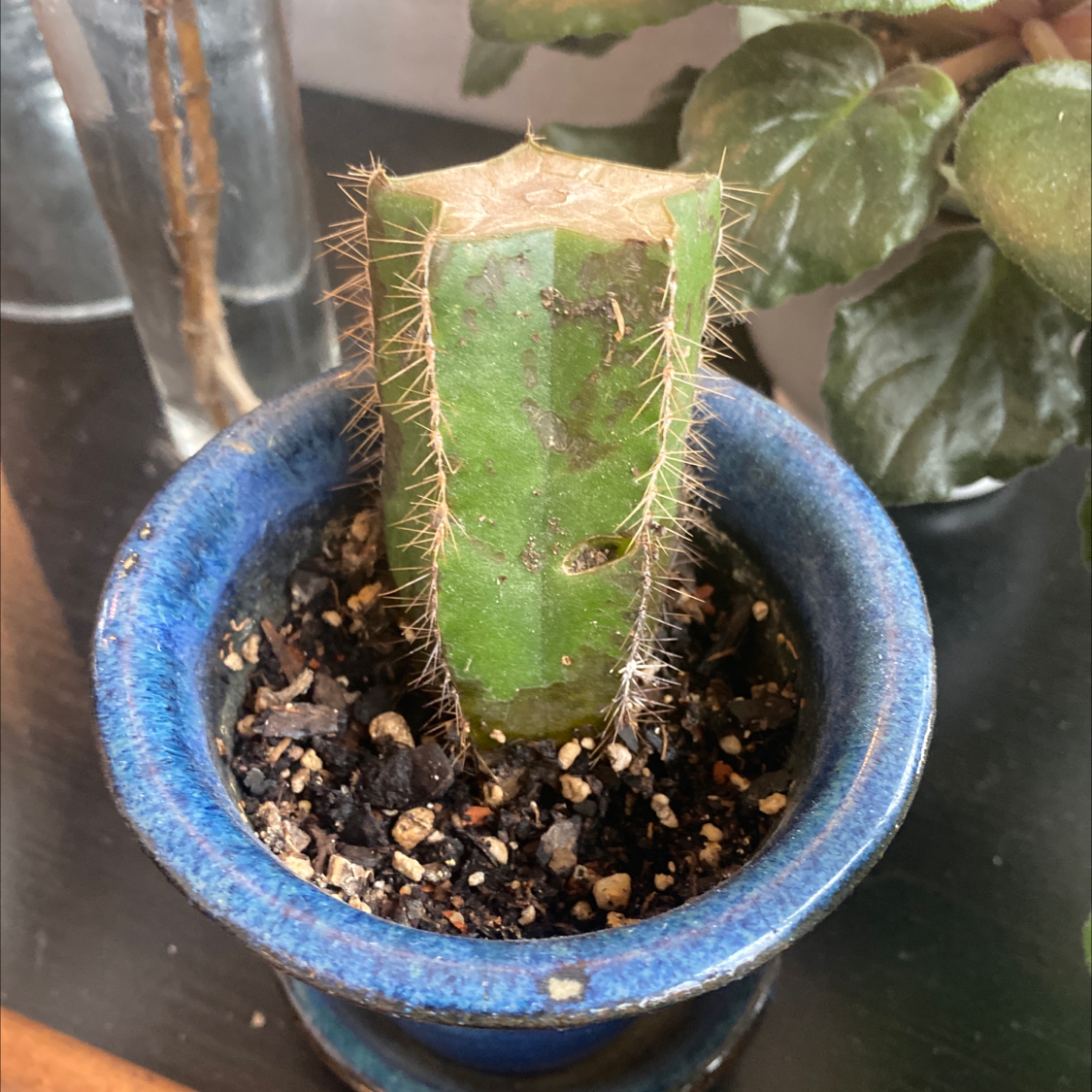 Saguaro plant photo by @ClariKatie named Anne Boleyn on Greg, the plant care app.
