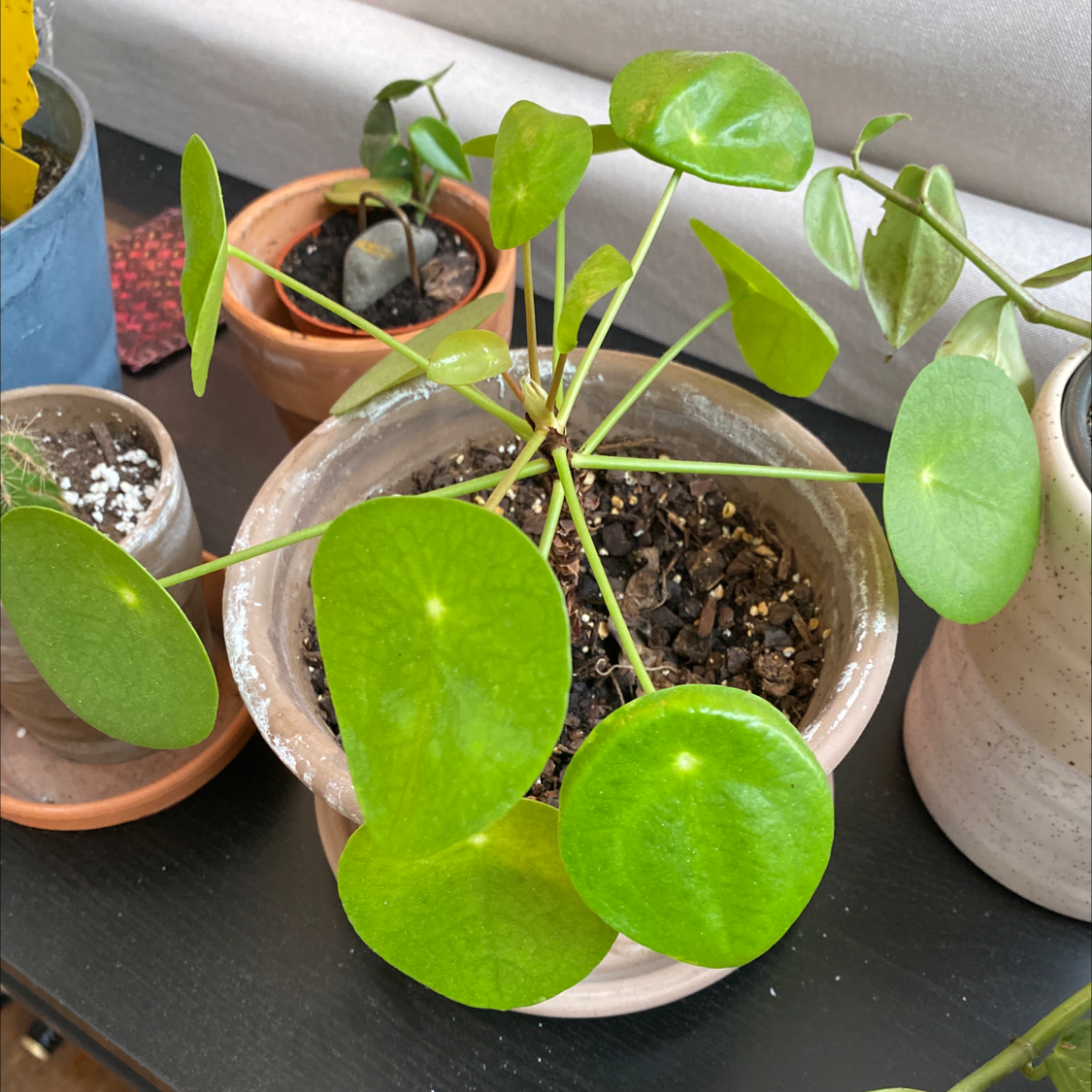 Chinese Money Plant plant photo by @ClariKatie named Pilea on Greg, the plant care app.