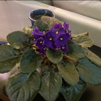 African Violet plant in Silver Spring, Maryland