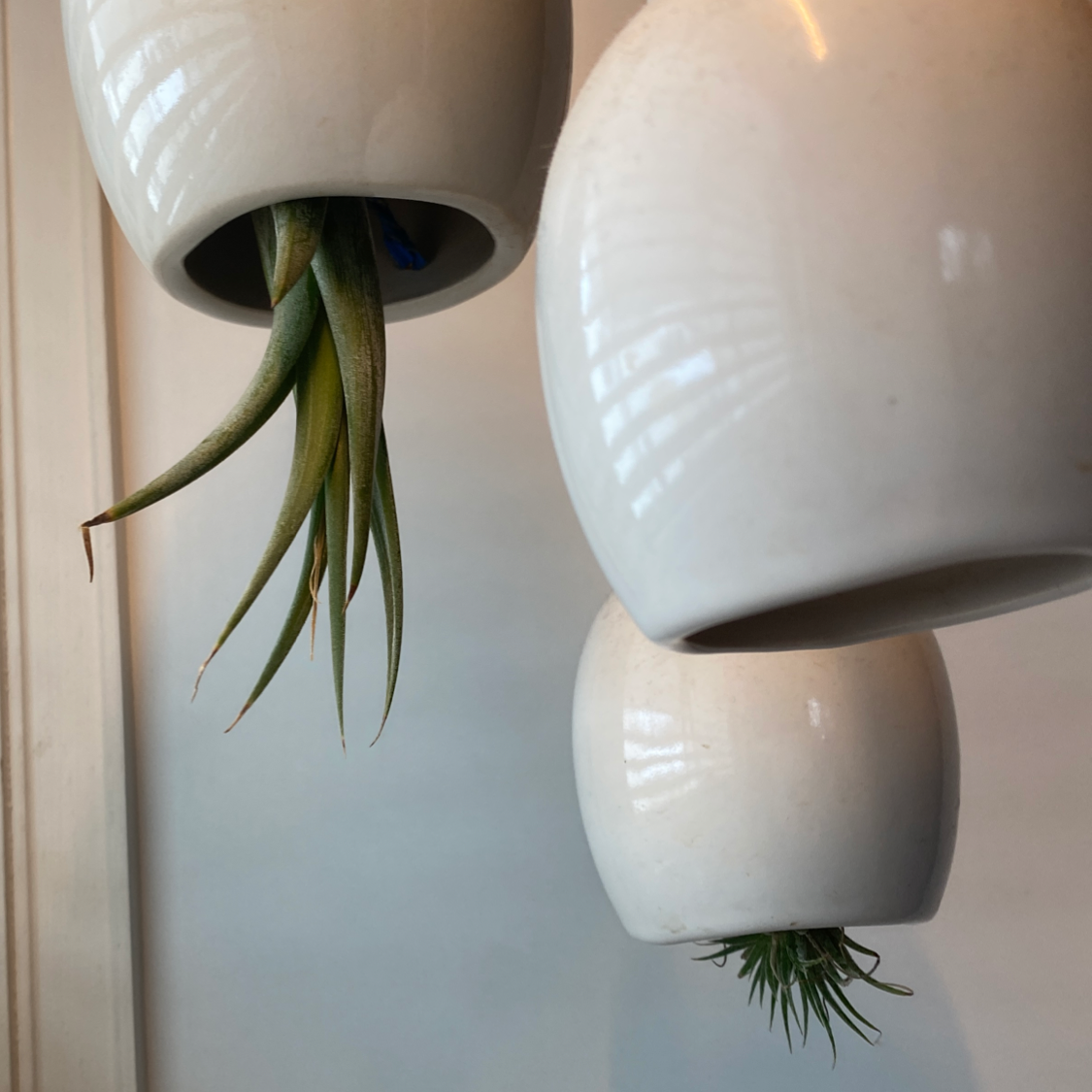 Photo of the plant species Tillandsia Juncea by @ClariKatie named Baby Cthulus on Greg, the plant care app