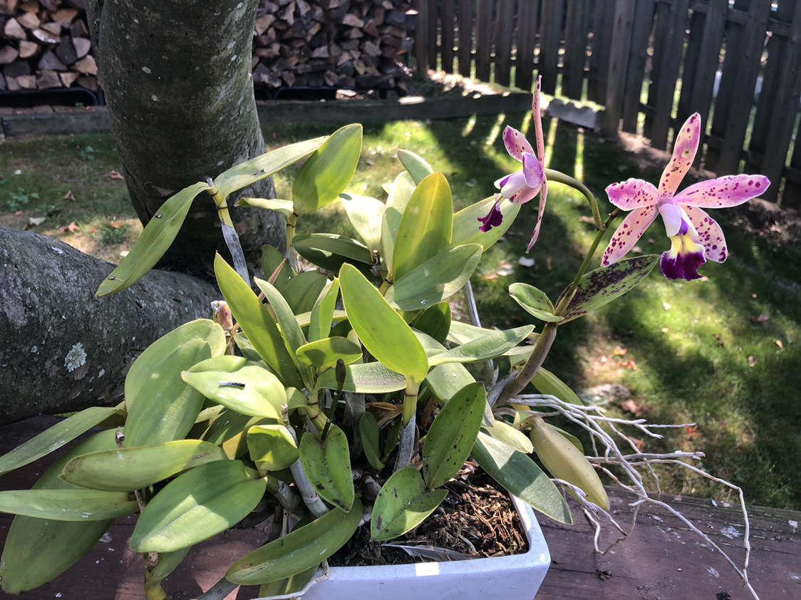Photo of the plant species Crimson Cattleya by @ClariKatie named Fifi on Greg, the plant care app