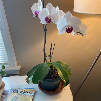 Phalaenopsis Orchid plant in Silver Spring, Maryland
