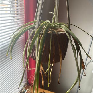 Spider Plant plant in Silver Spring, Maryland