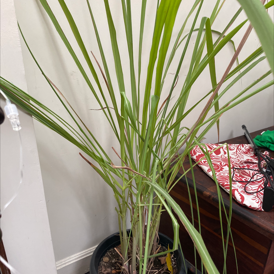 Potted Lemon Grass plant with long, slender green leaves, slight browning at tips.