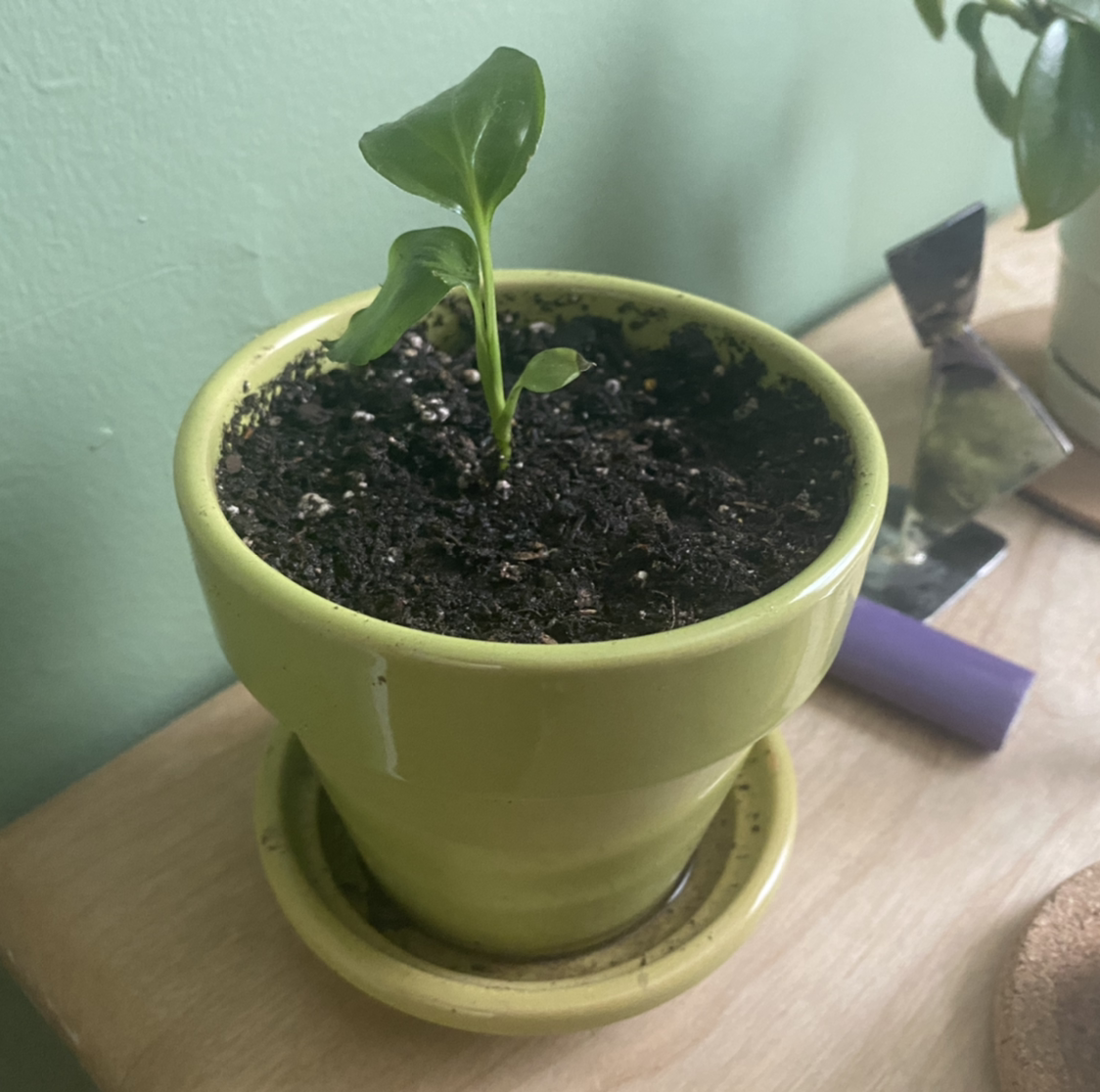 Peace Lily plant photo by @ClariKatie named Cha Cha on Greg, the plant care app.