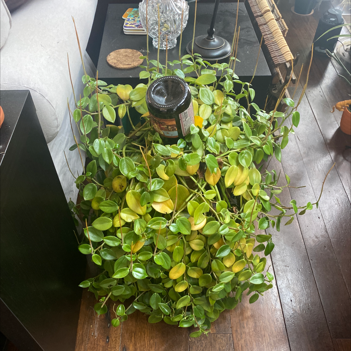 Photo of the plant species Low Peperomia by @ClariKatie named Ferdinand on Greg, the plant care app