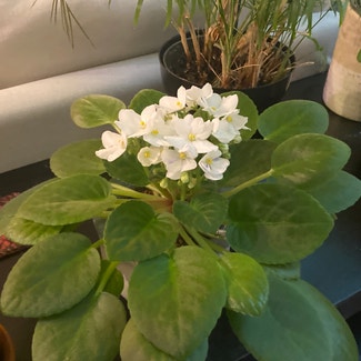 African Violet plant in Silver Spring, Maryland