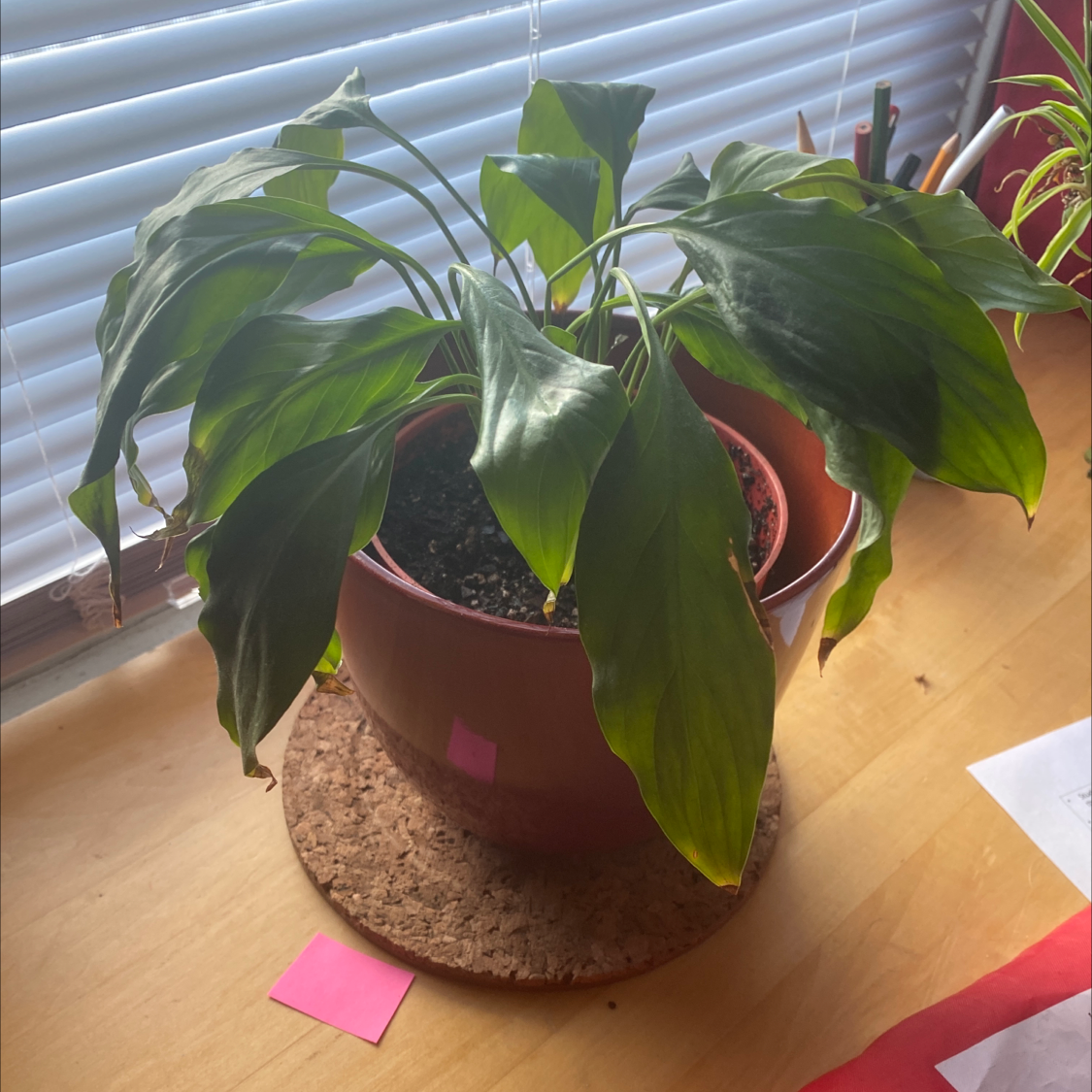 Peace Lily plant photo by @ClariKatie named Carlette on Greg, the plant care app.