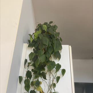 Heartleaf Philodendron plant in Silver Spring, Maryland