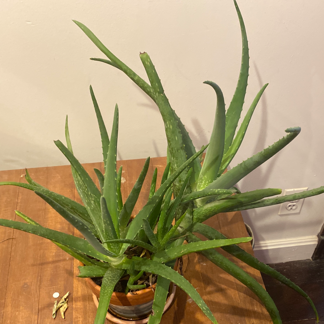 Aloe vera plant photo by @ClariKatie named Rhino on Greg, the plant care app.