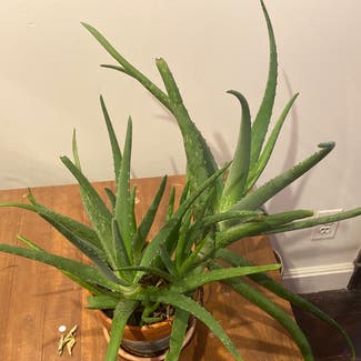 Aloe Vera plant in Silver Spring, Maryland