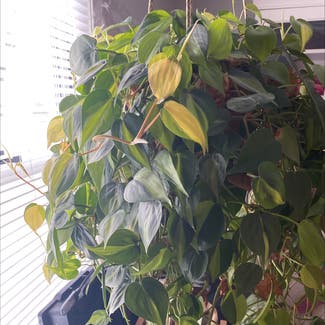 Heartleaf Philodendron plant in Silver Spring, Maryland