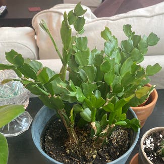 False Christmas Cactus plant in Silver Spring, Maryland