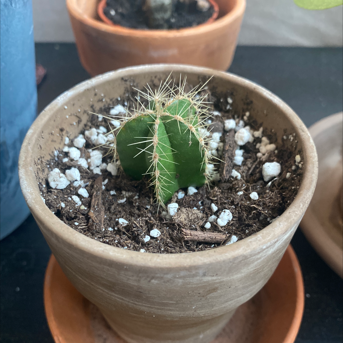 Small Saguaro cactus in a terracotta pot with visible soil and perlite.