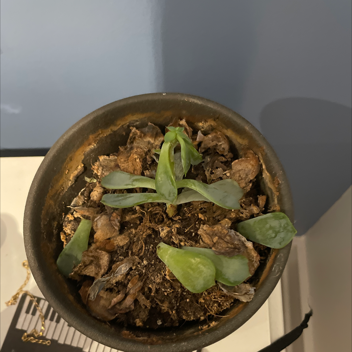Potted Candle Plant with green leaves and some dried, dead leaves around the base.