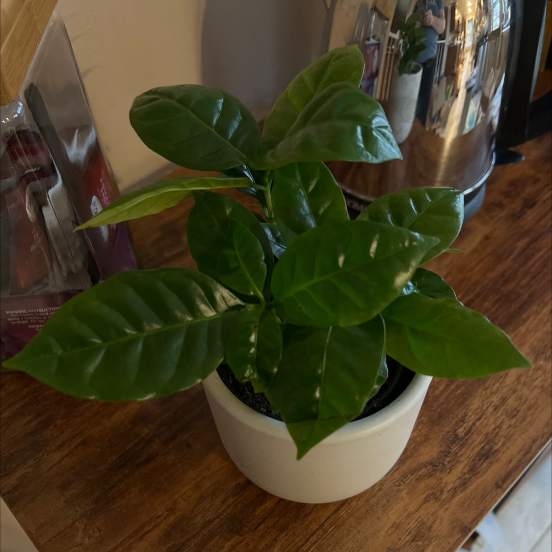 Arabian Coffee Plant plant photo by @CarefreeFanpalm named Mochi on Greg, the plant care app.