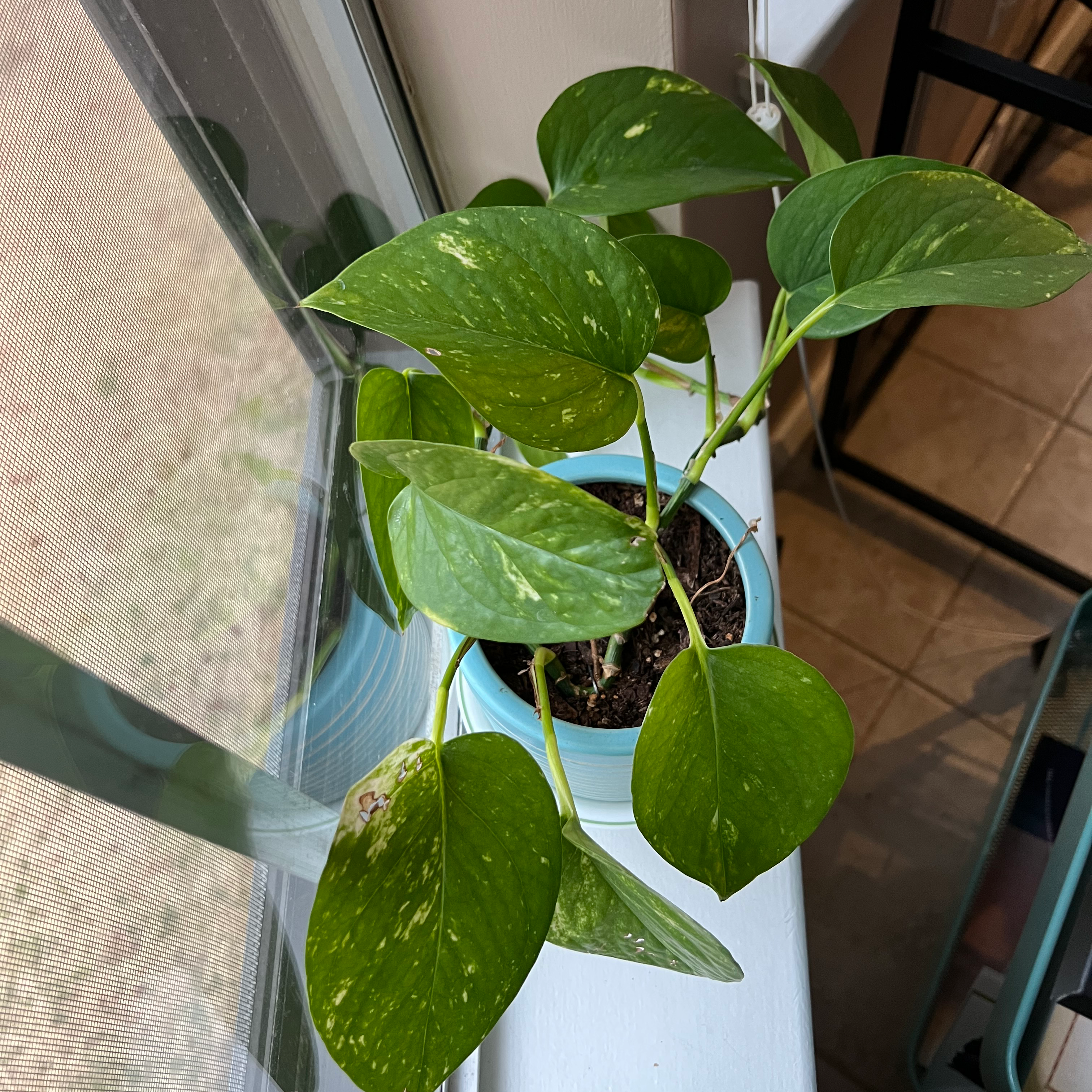 Golden Pothos plant photo by @CarefreeFanpalm named Harmony on Greg, the plant care app.