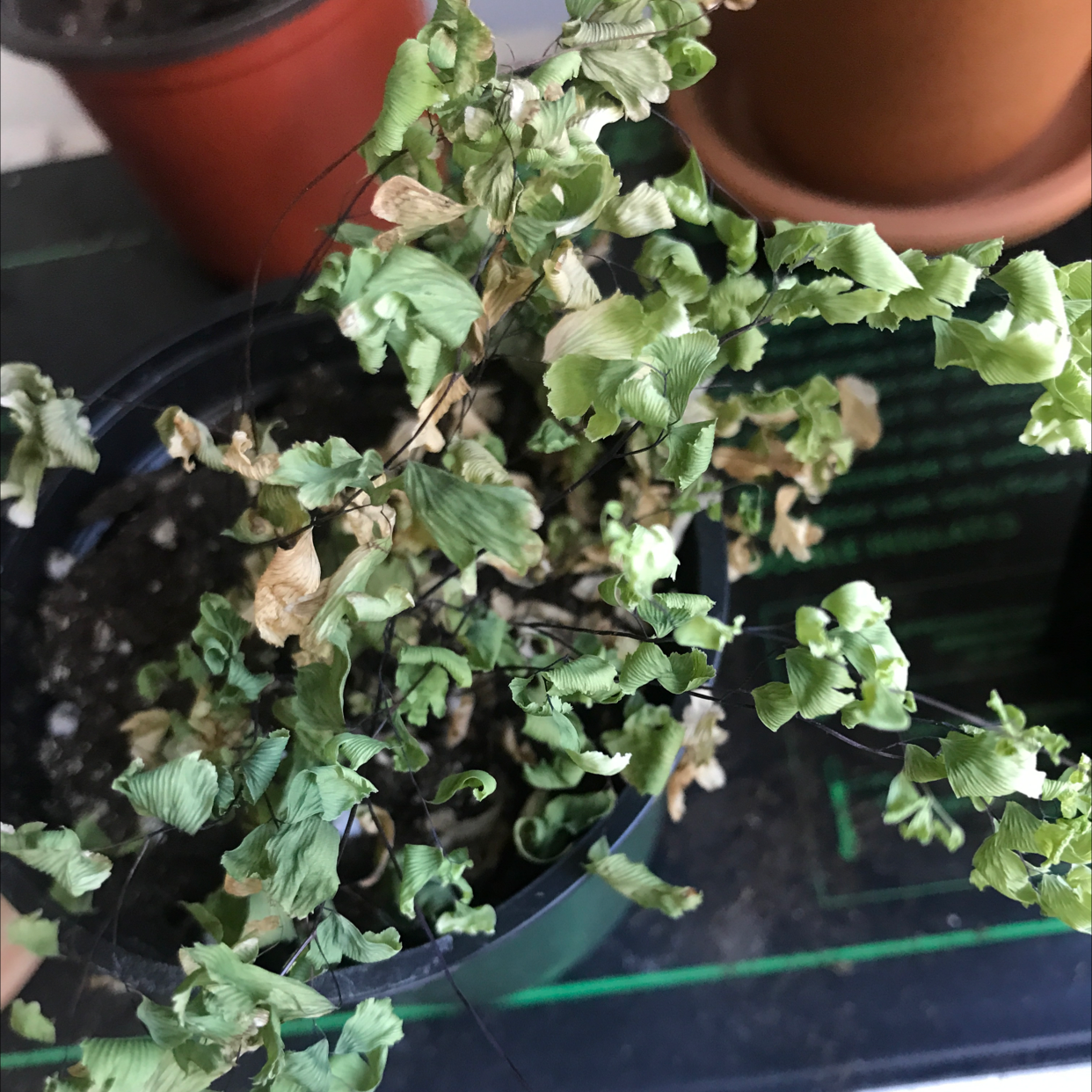 Maidenhair Fern with significant browning and yellowing leaves in a pot.