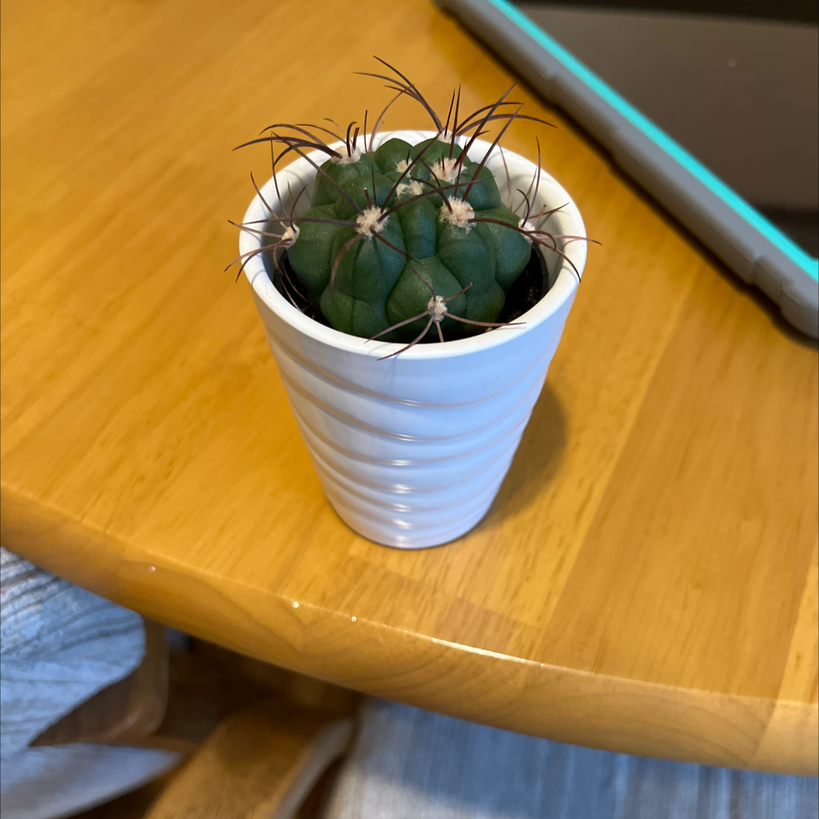 A healthy Devil's Pincushion cactus in a white pot on a wooden surface.
