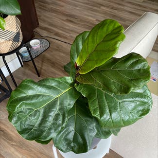 Fiddle Leaf Fig plant in Broomfield, Colorado