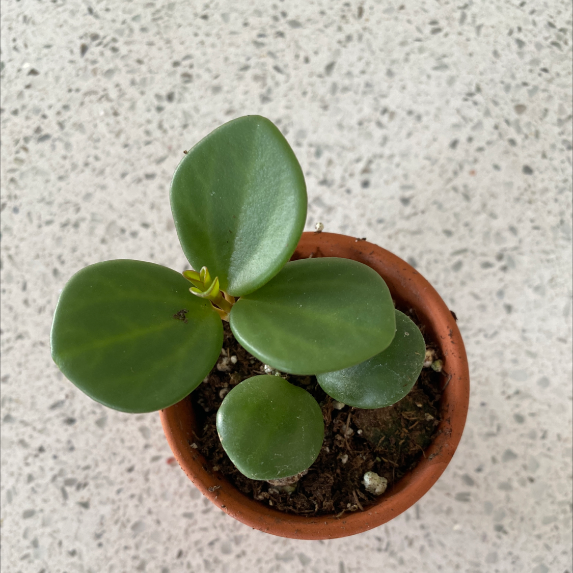 Peperomia 'Hope' plant in a terracotta pot with round, green leaves.