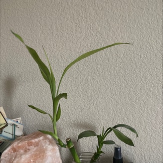 Lucky Bamboo plant in Broomfield, Colorado