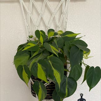 Heartleaf Philodendron plant in Broomfield, Colorado