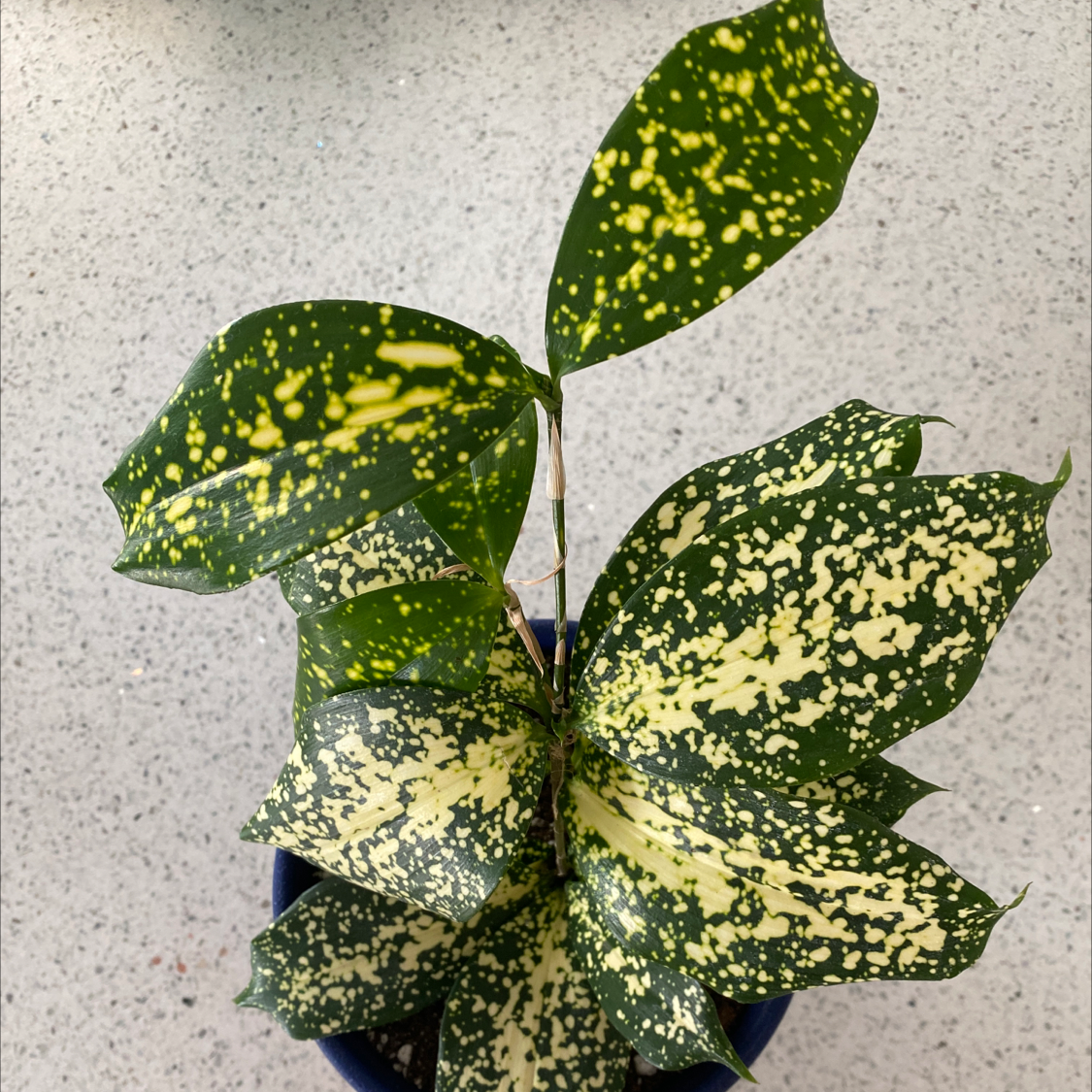 A thriving Gold Dust Dracaena plant with glossy green leaves covered in yellow speckles, photographed against a grey background.