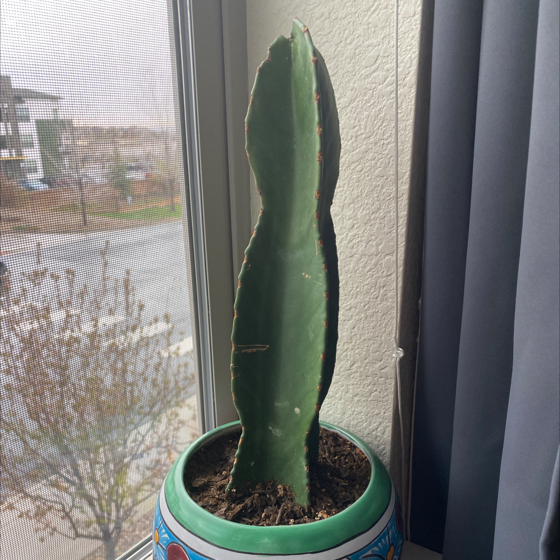 Hedge Cactus in a decorative pot near a window, appears healthy.