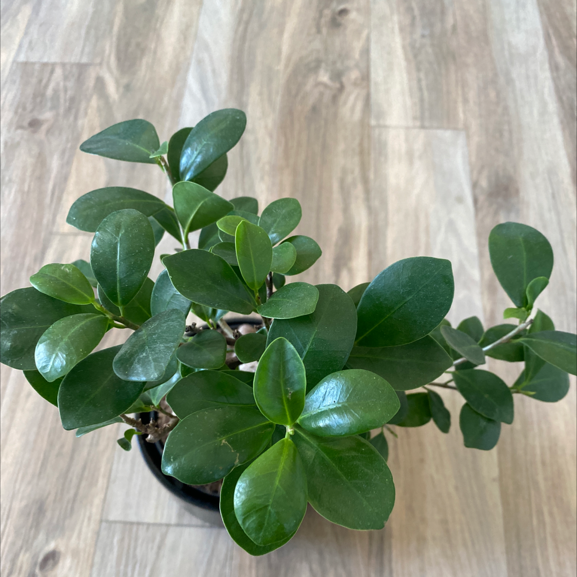 A healthy young Ficus Ginseng bonsai tree with glossy green leaves and a gnarled trunk, well-framed in a black pot.