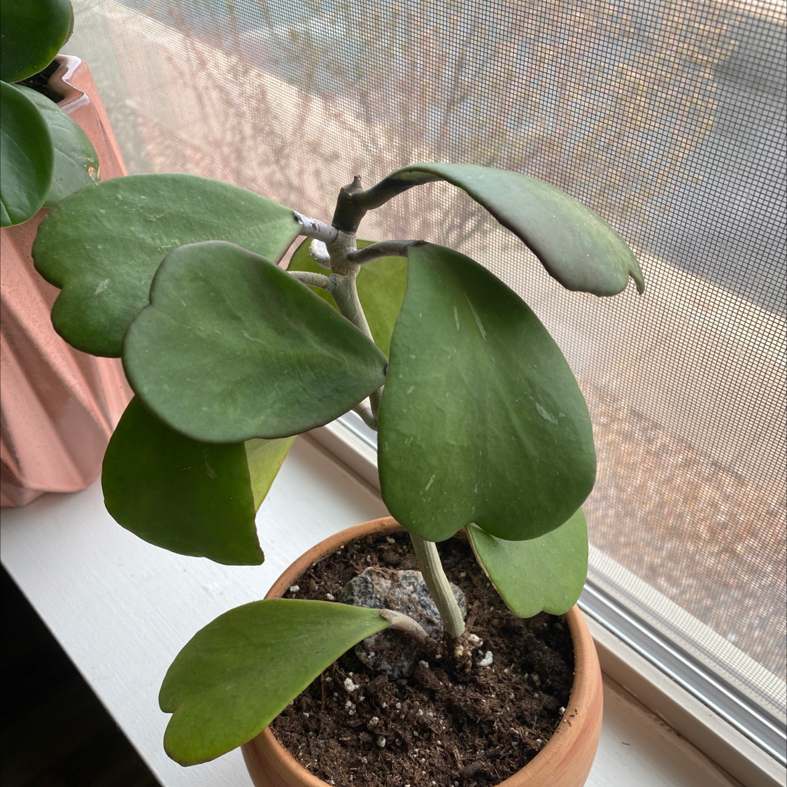 Sweetheart Hoya plant with heart-shaped leaves in a pot on a windowsill.