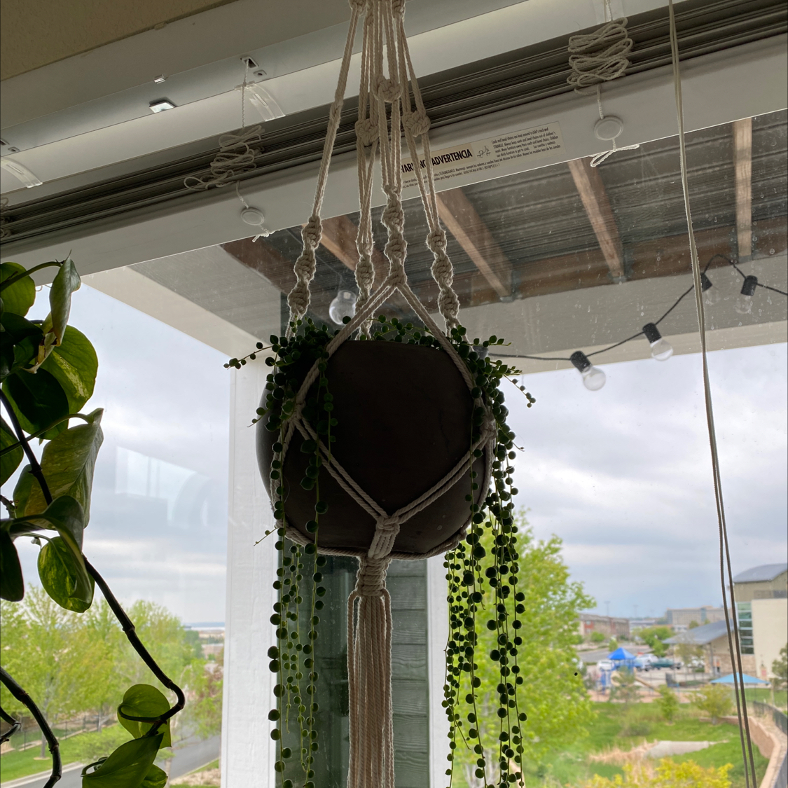 String of Pearls plant hanging in a macrame holder near a window, appearing healthy.