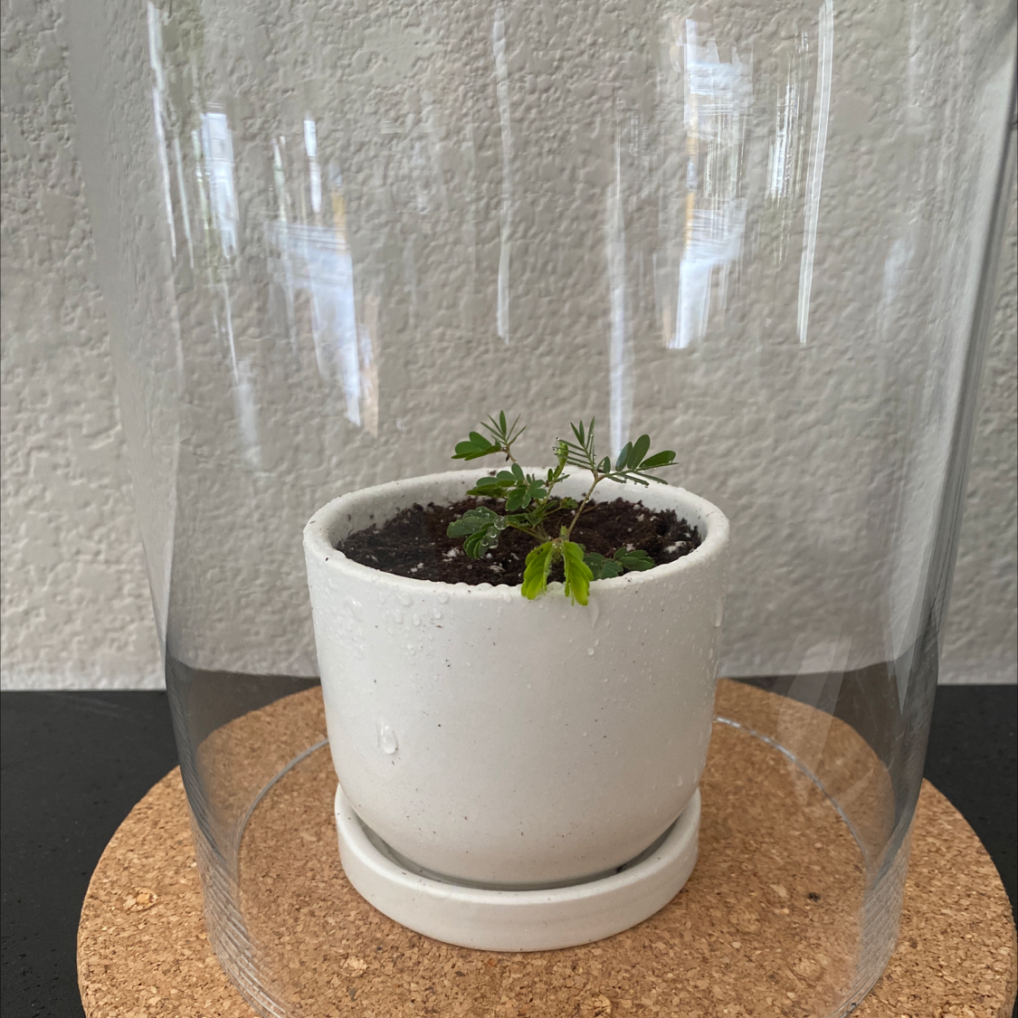 Sensitive Plant in a white pot under a glass dome, with some yellowing leaves.