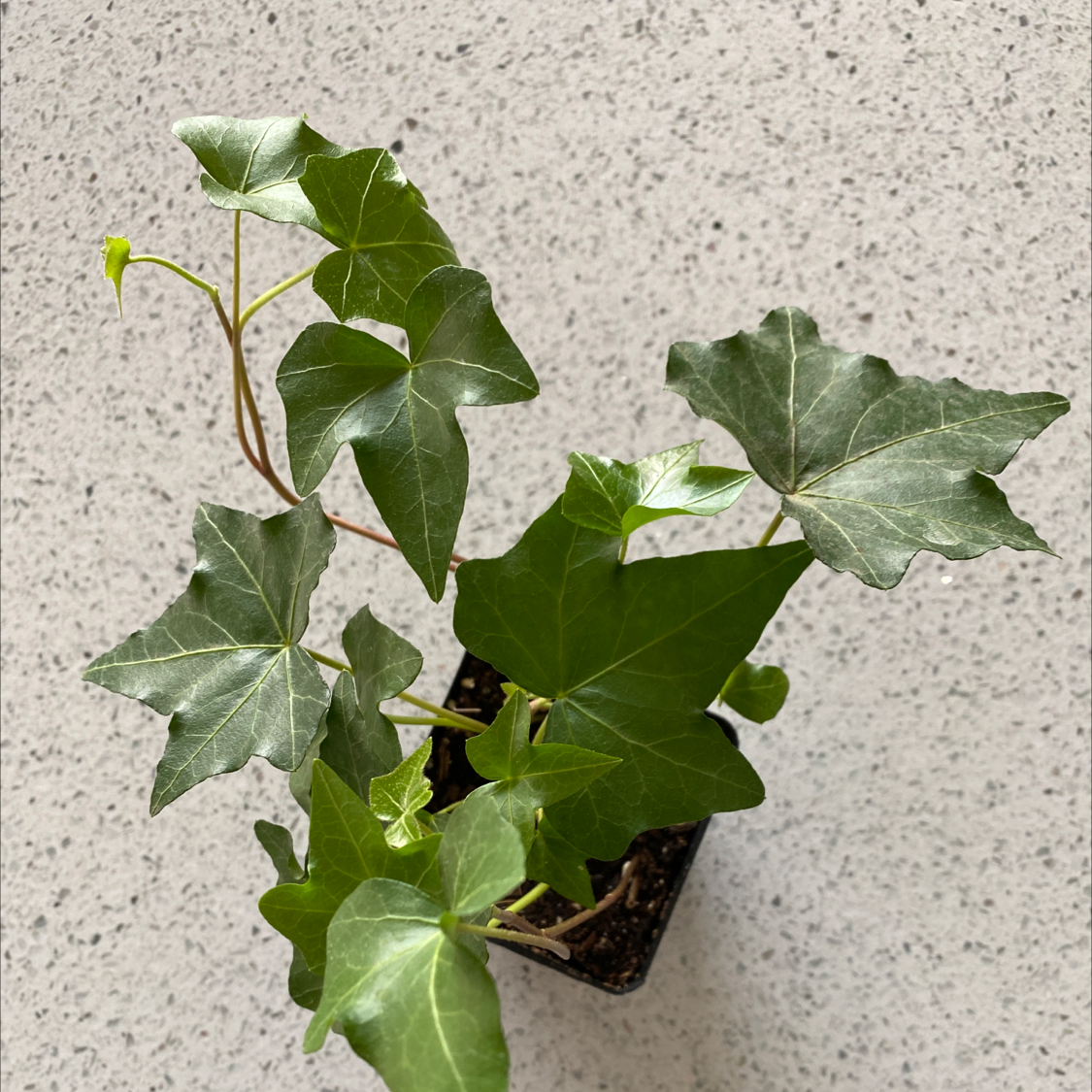 Close-up of a healthy, variegated English Ivy plant with glossy green and white leaves, well-framed against a neutral background.