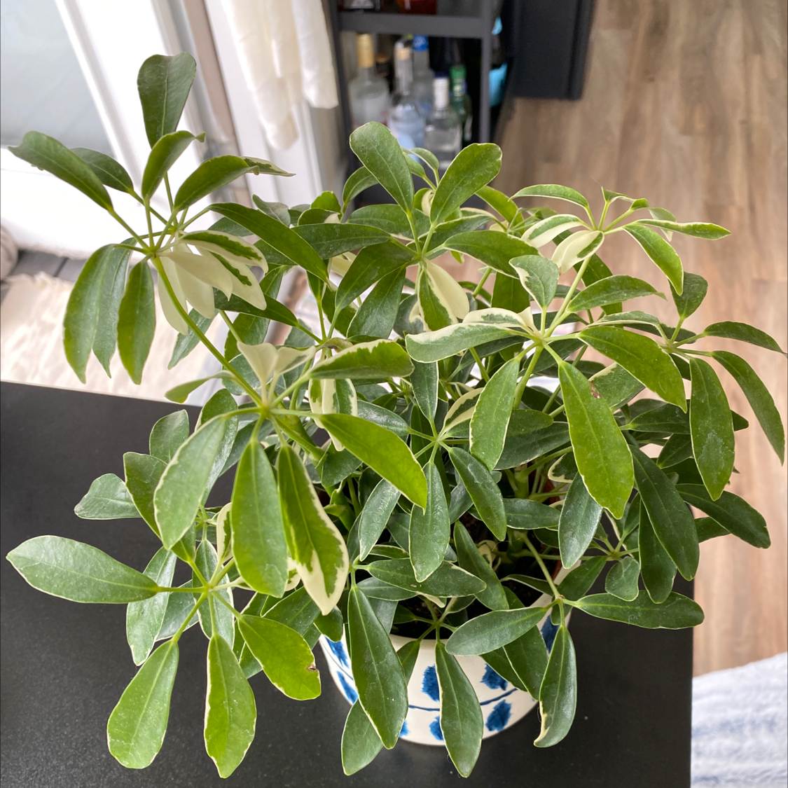 A healthy potted dwarf umbrella tree with lush green foliage in an indoor setting.