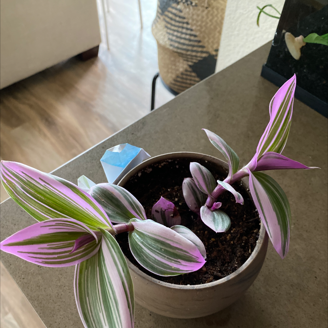 Healthy potted Small-Leaf Spiderwort plant with bright pink and white striped flowers, vibrant green leaves, and visible soil.