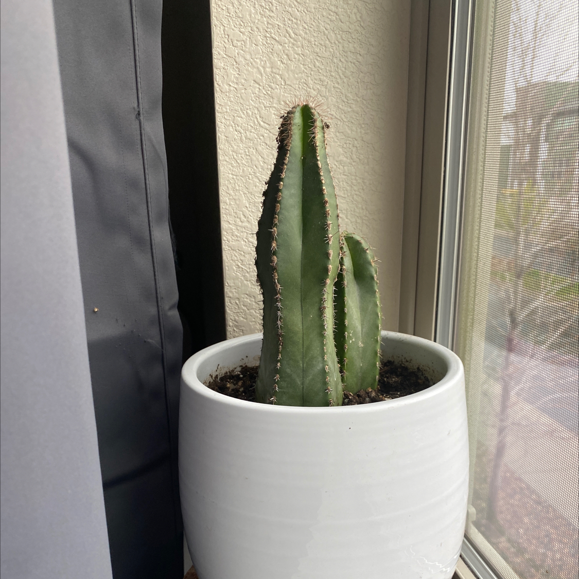 Pleated Cereus plant in a white pot near a window, appears healthy.