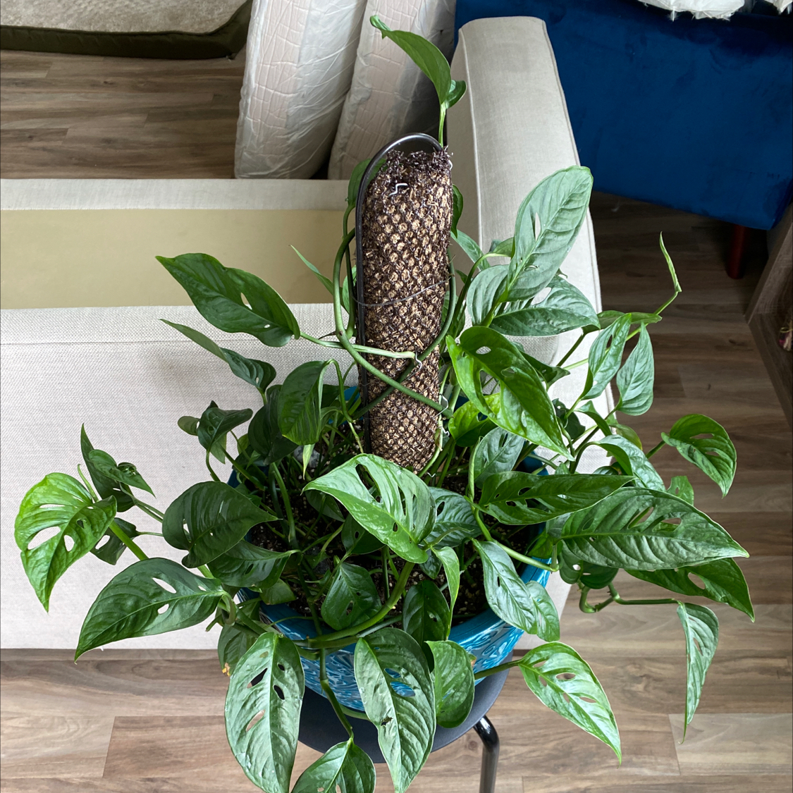A thriving Monstera obliqua plant with large fenestrated leaves climbing a support pole, well-framed against a neutral background.