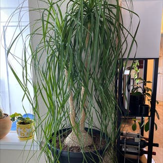 Ponytail Palm plant in Broomfield, Colorado
