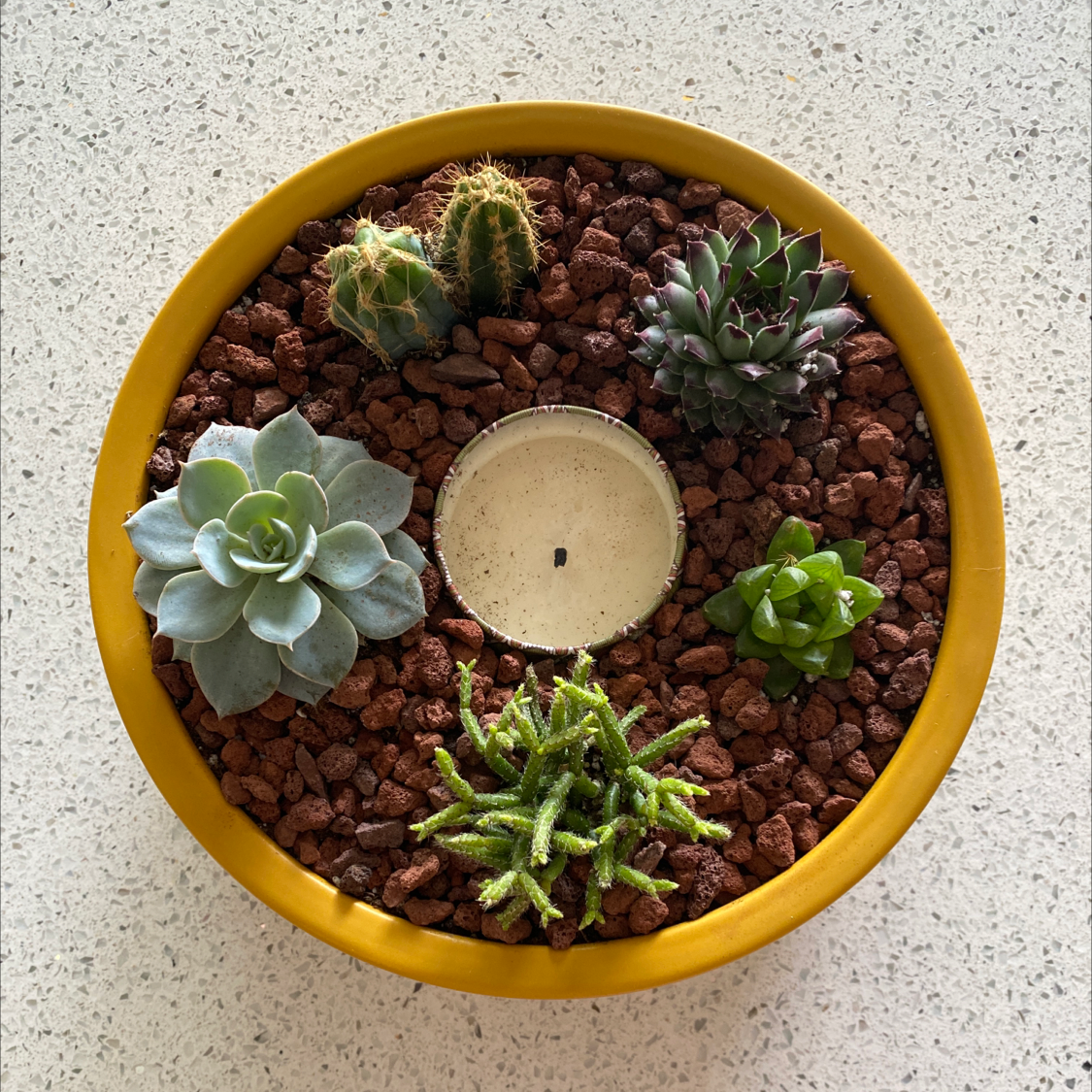 Yellow pot with multiple succulents, including Blue Echeveria, and a candle in the center.